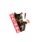 ブチャ猫ジジぃのひとりごと（個別スタンプ：9）