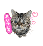 ブチャ猫ジジぃのひとりごと（個別スタンプ：10）
