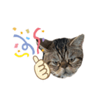 ブチャ猫ジジぃのひとりごと（個別スタンプ：11）