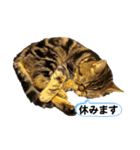 ブチャ猫ジジぃのひとりごと（個別スタンプ：13）