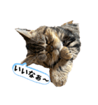 ブチャ猫ジジぃのひとりごと（個別スタンプ：14）