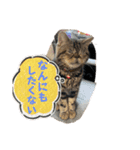 ブチャ猫ジジぃのひとりごと（個別スタンプ：15）