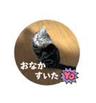 ブチャ猫ジジぃのひとりごと（個別スタンプ：16）
