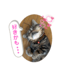 ブチャ猫ジジぃのひとりごと（個別スタンプ：17）