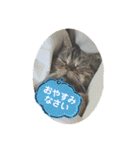 ブチャ猫ジジぃのひとりごと（個別スタンプ：18）