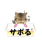 ブチャ猫ジジぃのひとりごと（個別スタンプ：21）