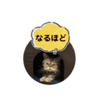ブチャ猫ジジぃのひとりごと（個別スタンプ：22）