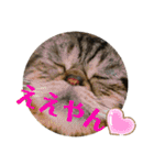 ブチャ猫ジジぃのひとりごと（個別スタンプ：23）