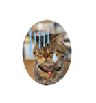 ブチャ猫ジジぃのひとりごと（個別スタンプ：24）