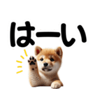 柴犬♡デカ文字スタンプ（個別スタンプ：12）