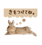 Meluちゃんのブラウンスタンプ（個別スタンプ：13）