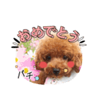 トイプードル家族スタンプ（個別スタンプ：5）