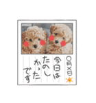 トイプードル家族スタンプ（個別スタンプ：6）
