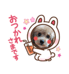 トイプードル家族スタンプ（個別スタンプ：8）