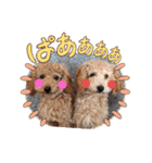 トイプードル家族スタンプ（個別スタンプ：10）