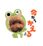 トイプードル家族スタンプ（個別スタンプ：22）