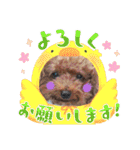 トイプードル家族スタンプ（個別スタンプ：24）