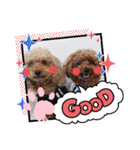 トイプードル家族スタンプ（個別スタンプ：25）