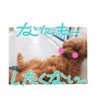 トイプードル家族スタンプ（個別スタンプ：28）