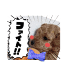 トイプードル家族スタンプ（個別スタンプ：29）