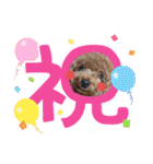トイプードル家族スタンプ（個別スタンプ：30）