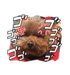 トイプードル家族スタンプ（個別スタンプ：33）