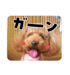 トイプードル家族スタンプ（個別スタンプ：34）
