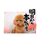 トイプードル家族スタンプ（個別スタンプ：36）