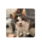 うちねこズ2（個別スタンプ：2）