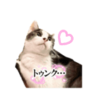 うちねこズ2（個別スタンプ：4）