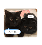 うちねこズ2（個別スタンプ：6）