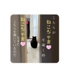 うちねこズ2（個別スタンプ：7）