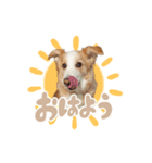 ロハレティ（個別スタンプ：1）