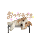 ロハレティ（個別スタンプ：2）
