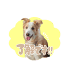ロハレティ（個別スタンプ：5）