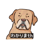 犬でth（いぬです）（個別スタンプ：13）