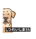 犬でth（いぬです）（個別スタンプ：21）