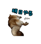 柴すずスタンぷぅ4（個別スタンプ：1）