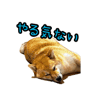 柴すずスタンぷぅ4（個別スタンプ：3）