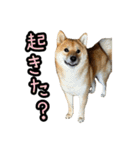 柴すずスタンぷぅ4（個別スタンプ：5）