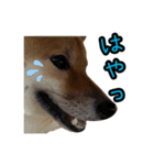 柴すずスタンぷぅ4（個別スタンプ：8）