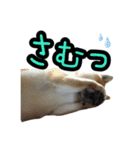 柴すずスタンぷぅ4（個別スタンプ：11）