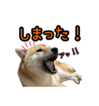 柴すずスタンぷぅ4（個別スタンプ：12）