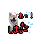 柴すずスタンぷぅ4（個別スタンプ：13）