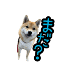 柴すずスタンぷぅ4（個別スタンプ：16）