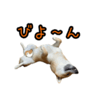 柴すずスタンぷぅ4（個別スタンプ：19）