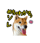 柴すずスタンぷぅ4（個別スタンプ：20）