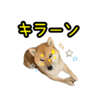 柴すずスタンぷぅ4（個別スタンプ：21）