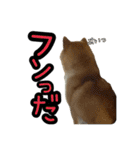 柴すずスタンぷぅ4（個別スタンプ：24）
