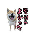 柴すずスタンぷぅ4（個別スタンプ：27）